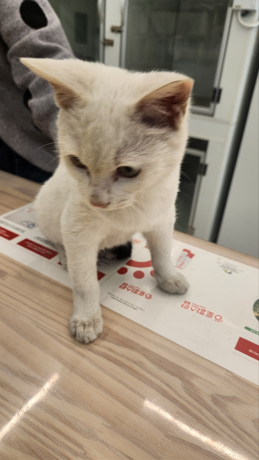 보호중 한국 고양이…